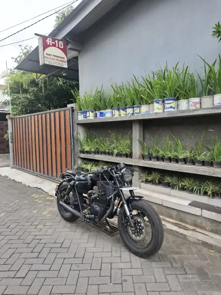 honda Tiger revo 2011 bobber bratcafe motor baru