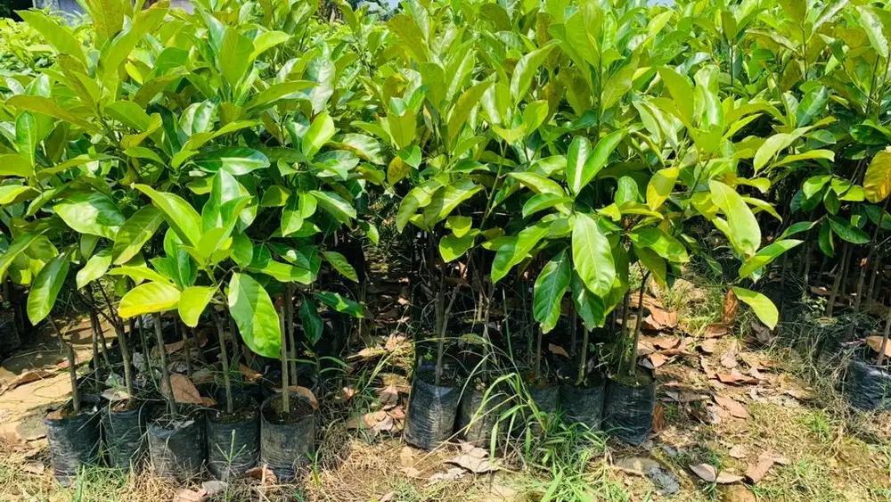 Bibit cempedak pohon  hijau segar untuk ditanam dan pertanian