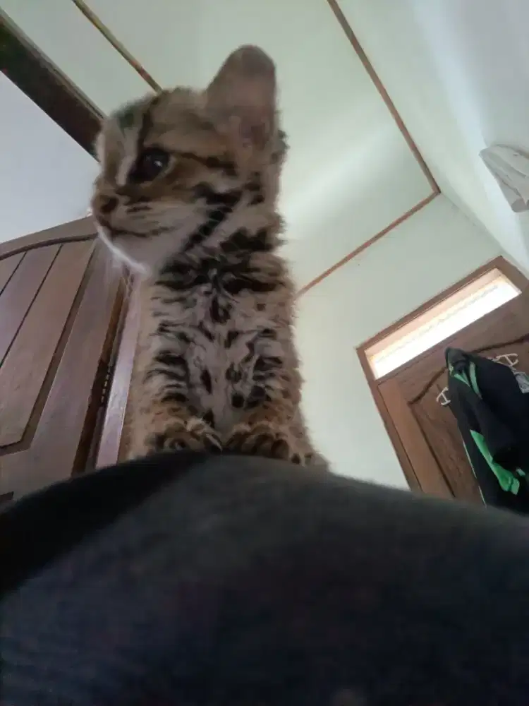 Kucing trotol trotol