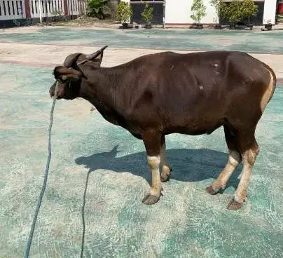 6 ekor sapi qurban 220kiloan buat DKM panitia kurban mesjid sekolahan