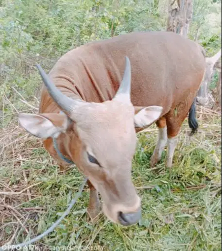 6 ekor sapi qurban 220kiloan buat DKM panitia kurban mesjid sekolahan