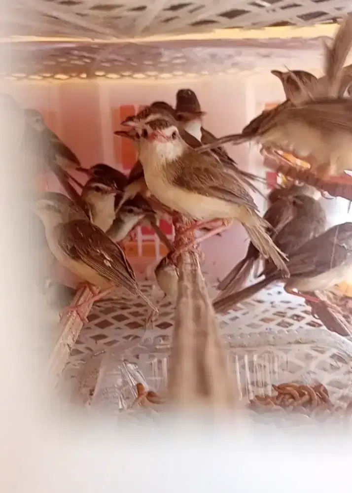 Ciwah (Ciblek Sawah)