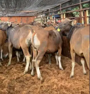 paket DKM 6 ekor sapi kupang 220kiloan siap kurban ekonomisan murmer