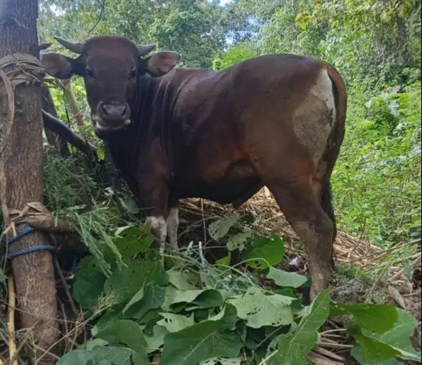 paket DKM 6 ekor sapi kupang 220kiloan siap kurban ekonomisan murmer