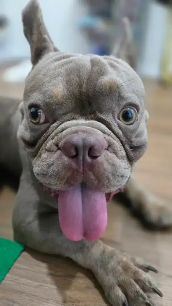 Open stud penjantan french bulldog