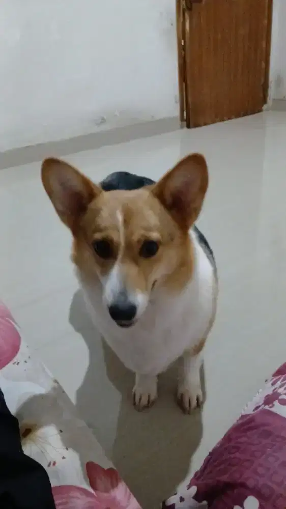 Di jual anjing corgi 2,5tahun