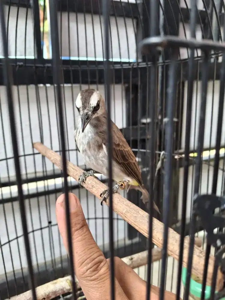 Trucuk pastol rajin jinak