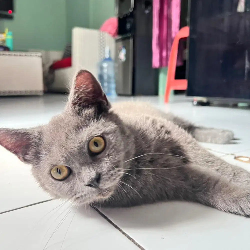 Jual kitten british shorthair