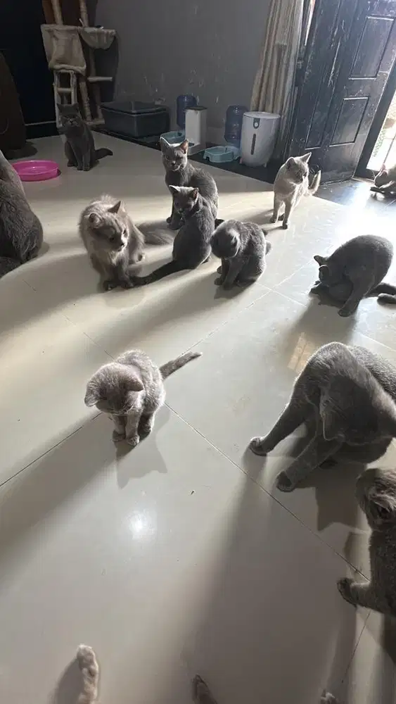 Lepas adopsi kucing ras british shorthair