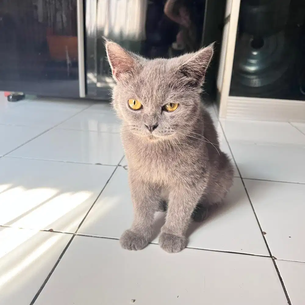 Jual kitten bsh