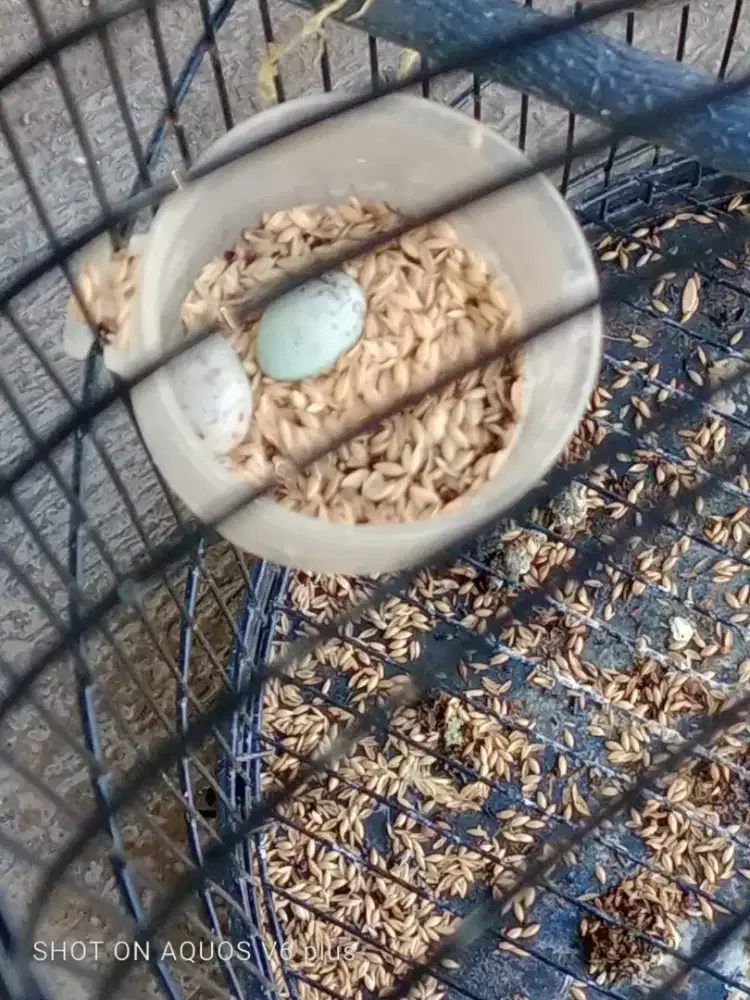 Kenari betina warna hijau Sdh TELUR GEMUK