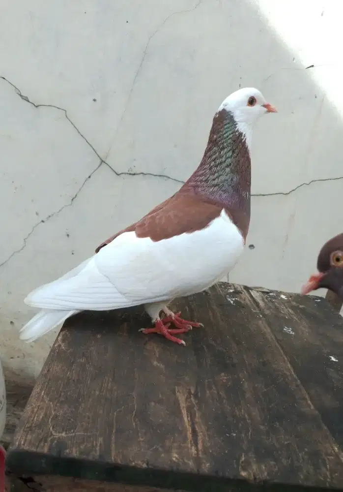 Burung dara merpati tinggian sepasang