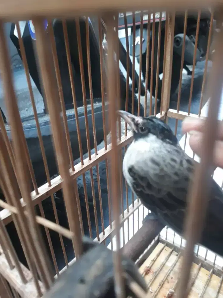 Kutilang muda dari anakan jinak