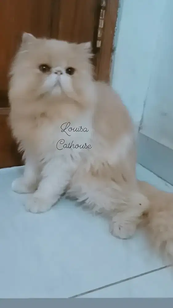 kucing Persia peaknose