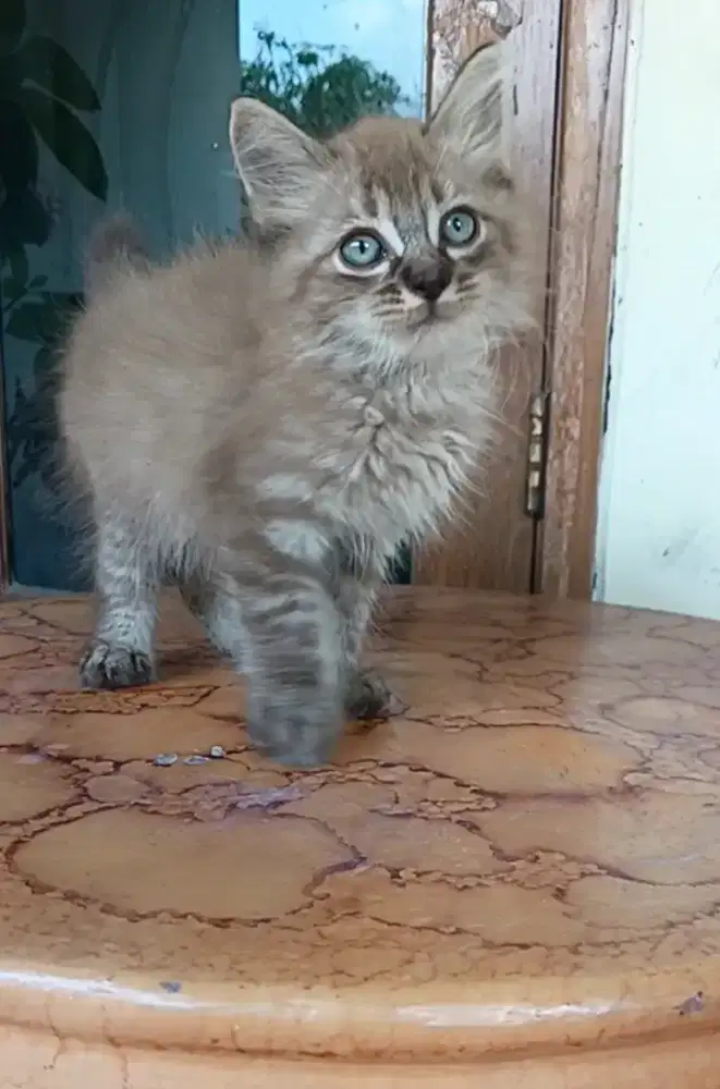 kucing Persia Himalaya