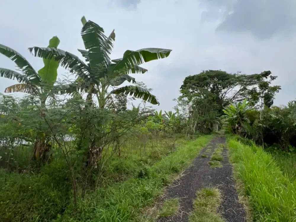 TANAH SAWAH MURAH LOKASI UTARA PABRIK SGI SLEMAN YOGYAKARTA