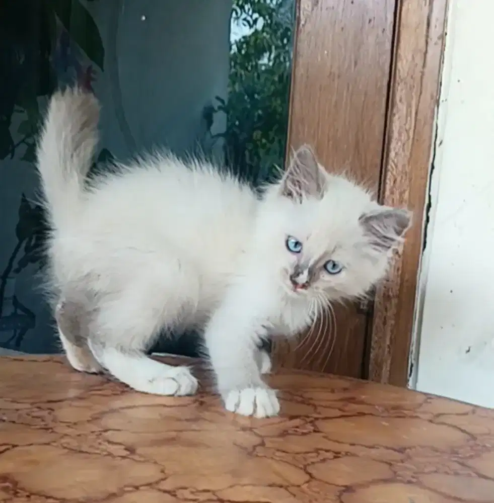 kucing Persia himalaya