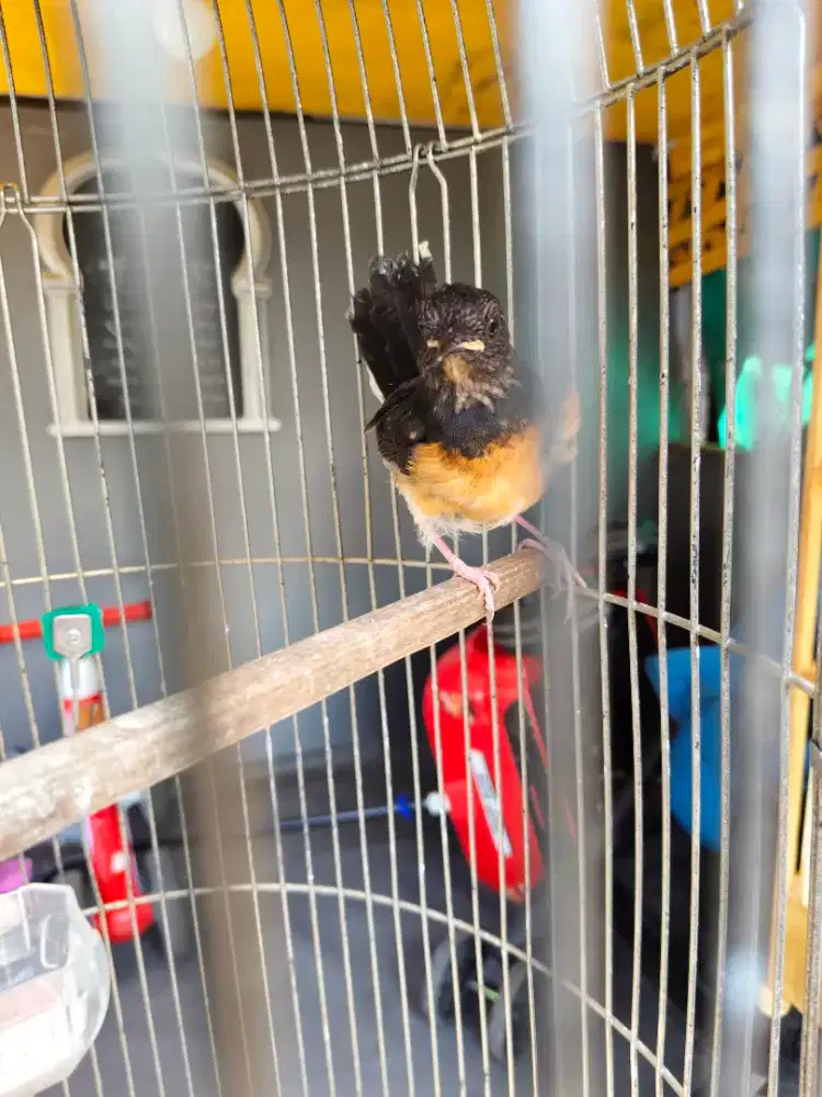 murai trotol Jual Borongan Aja