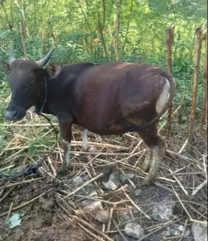 paket DKM 6 ekor sapi kupang 220kiloan siap qurban 2026 jamin manteb