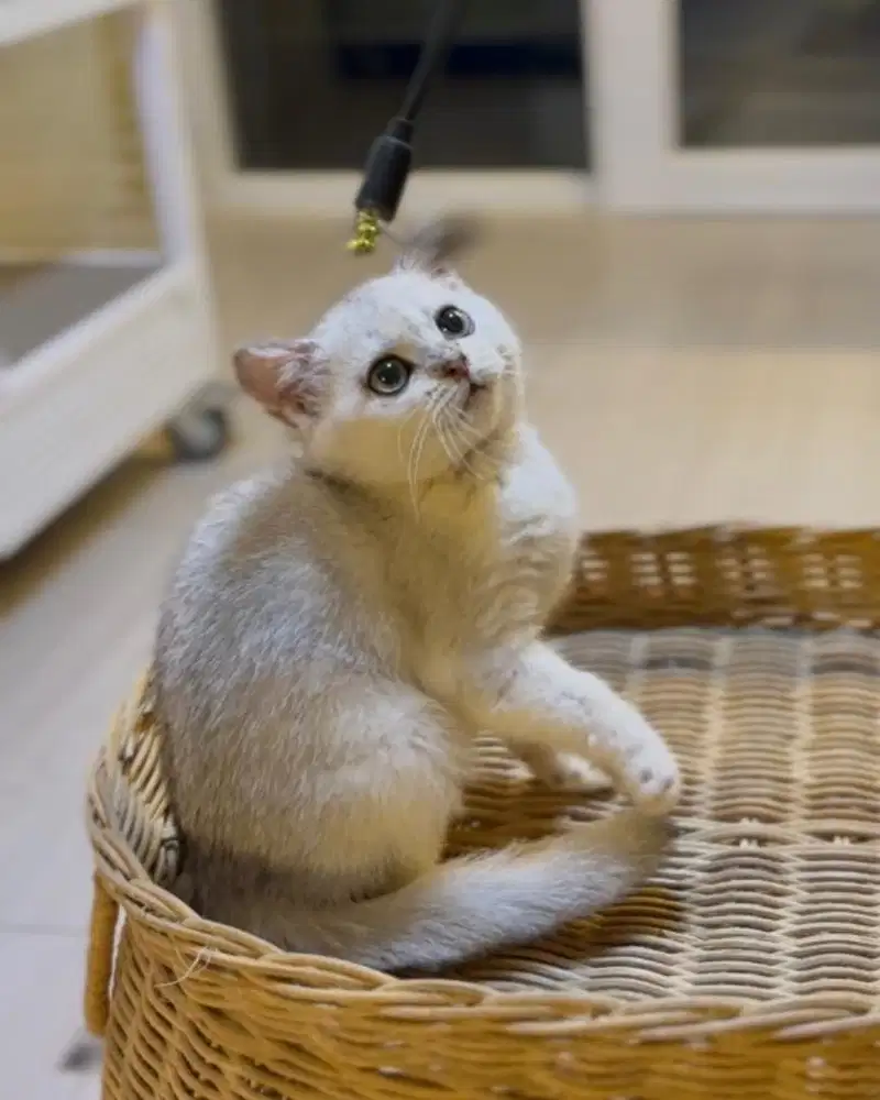 Kucing British Shorthair Bsh Silver