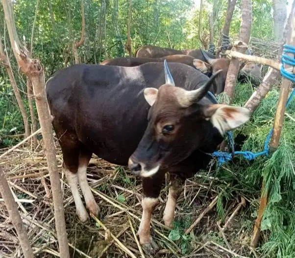 6 ekor sapi qurban 220kiloan murmer buat DKM panitia mesjid musholla