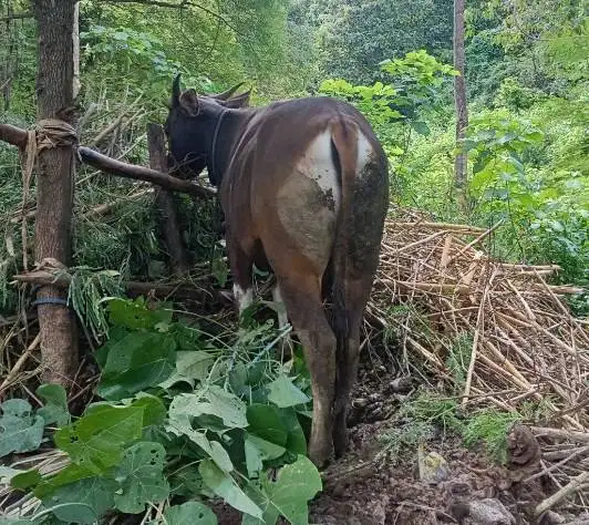 sapi kupang qurban 220kiloan murmer buat DKM panitia kurban masjid top