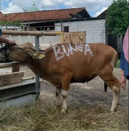 6 ekor sapi qurban 220kiloan murmer buat DKM panitia kurban masjid top