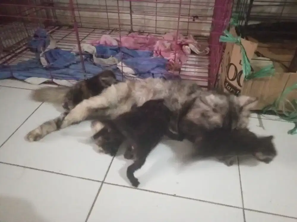 Induk Persian, bawa empat anak (10hari)