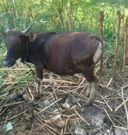 6 ekor sapi qurban murmer 220kiloan buat dkm panitia kurban mesjid top