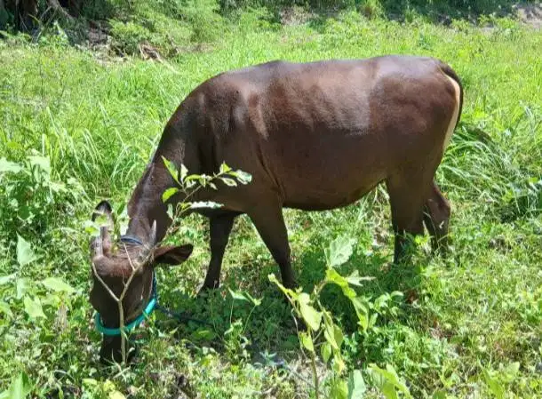 sapi qurban murmer 220kiloan buat dkm panitia kurban mesjid top