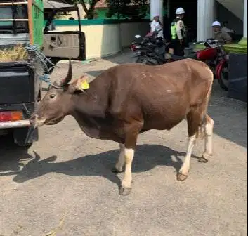6 ekor sapi qurban murmer 220kiloan buat dkm panitia kurban mesjid top