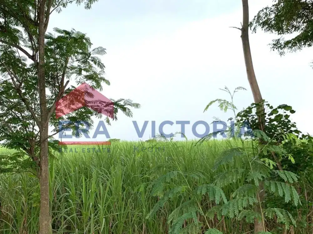 Tanah Lokasi Strategis Jalan Utama Ds Wonokerto Dekat Minimarket