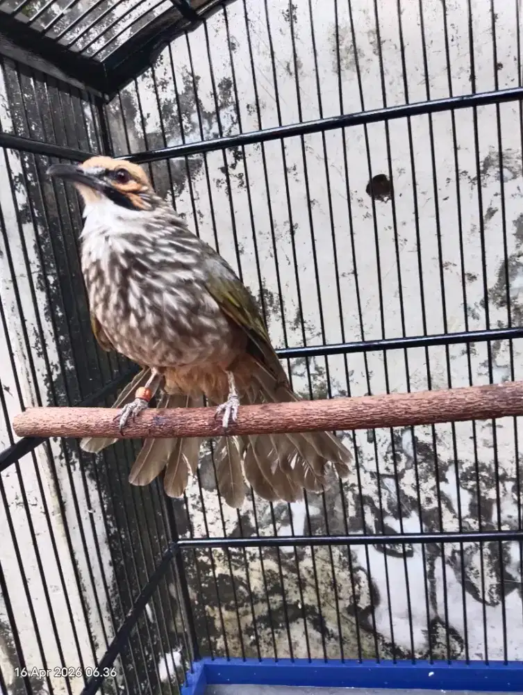 Cucak rowo mapan bige