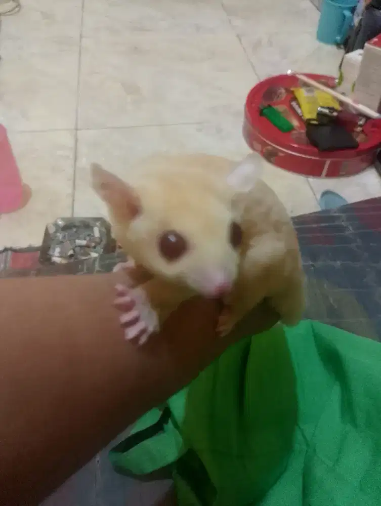 SG Jantan+Jinak Gen Creamino Albino, Nego Bensin Harga cocok angkut.