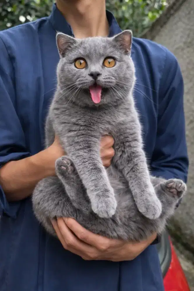 British shorthair blue solid