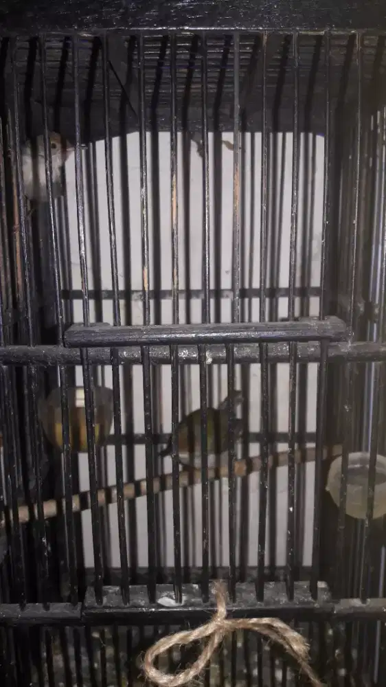 Burung prenjak bawah rajin bunyi