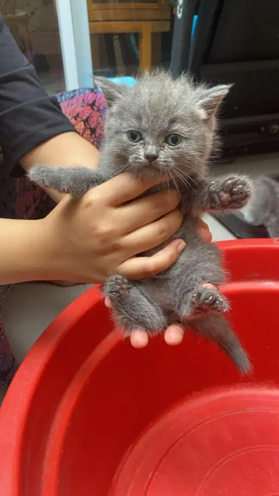 Anakan BSH X Scottish