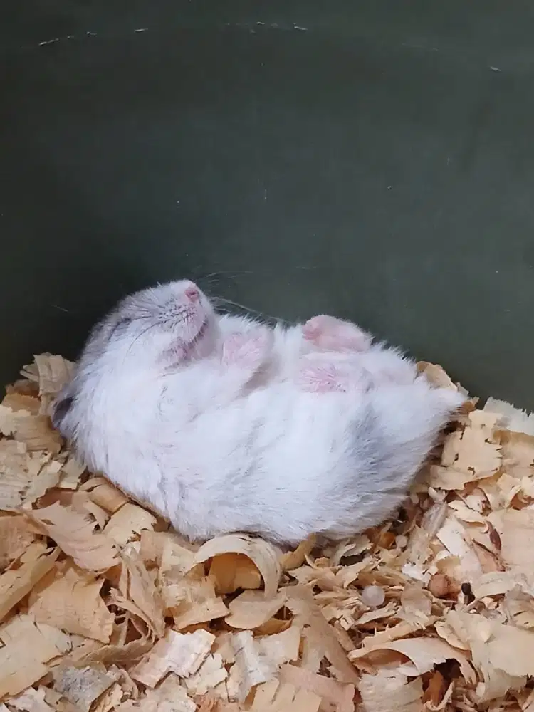 Hamster Winter White jinak