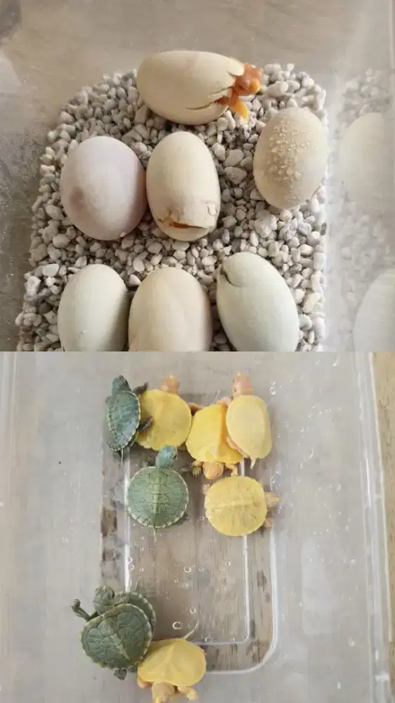 Baby Kura Brazil Albino