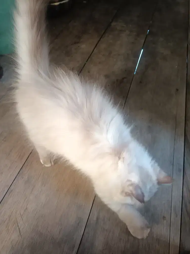 Kitten persia X himalaya