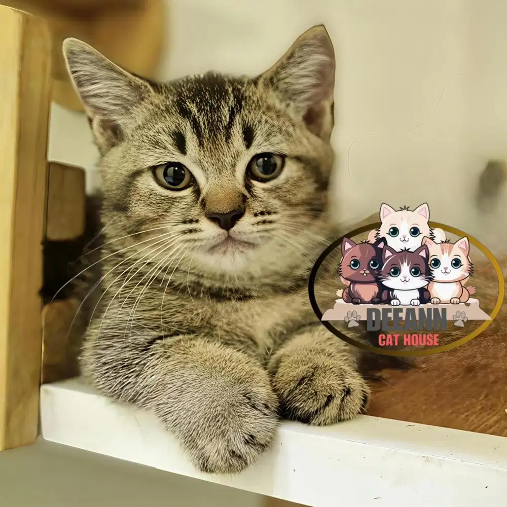 Kucing Munchkin BSH Golden NY25