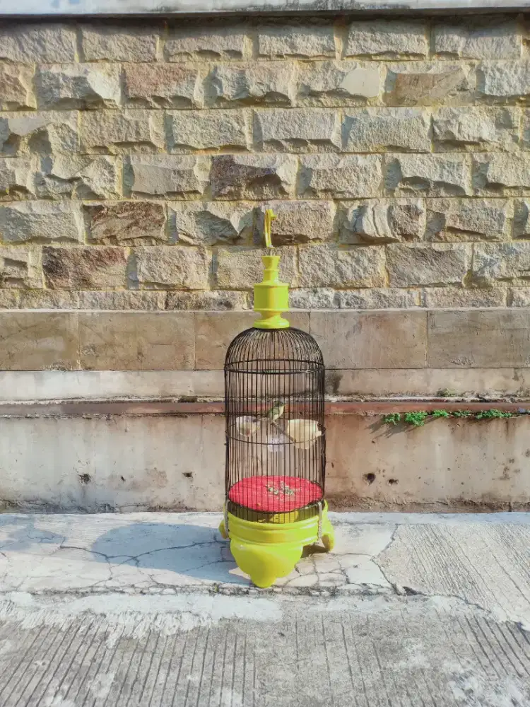 Pleci Dakbal,udah rajin bunyi,ual plus kandangnya