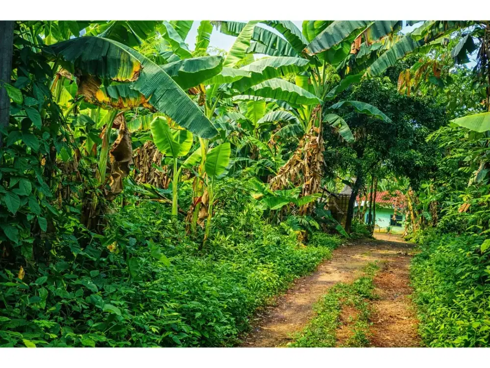 DIJUAL TANAH KAVLING KAMPUNG STRATEGIS DI SENTUL CITY HARGA NEGO SSR1038