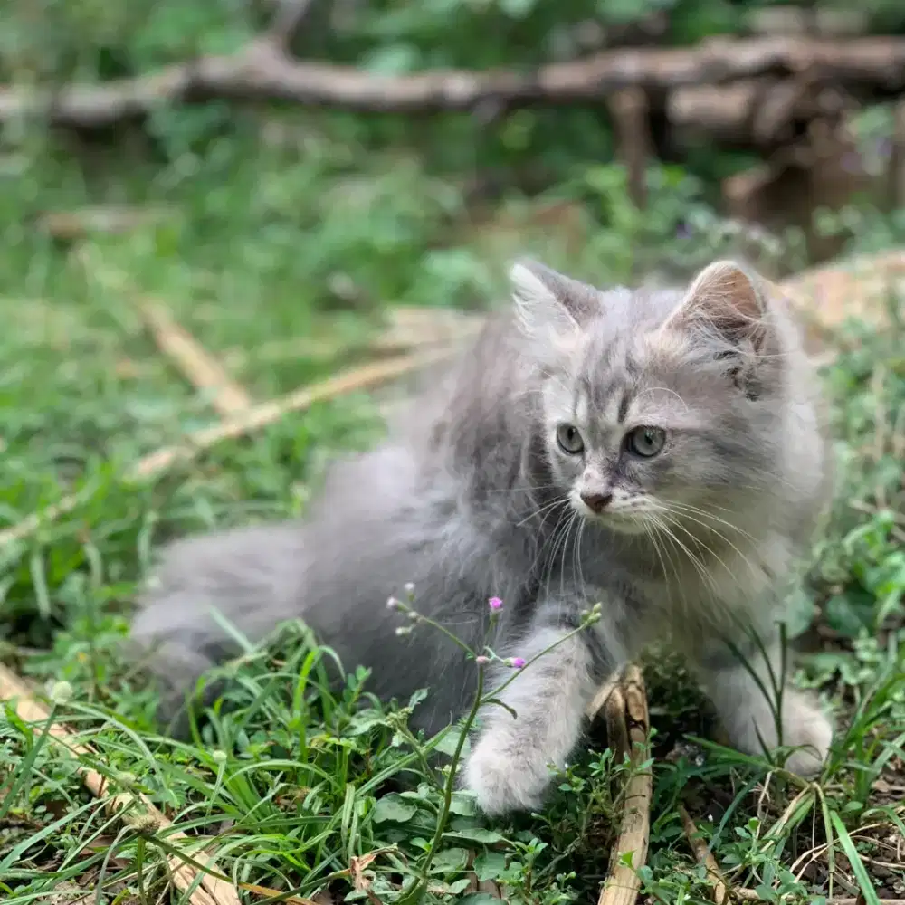Kitten Persia Longhair