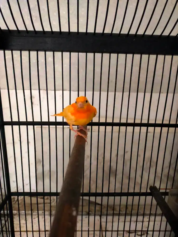 Burung kenari merlok paud jantan