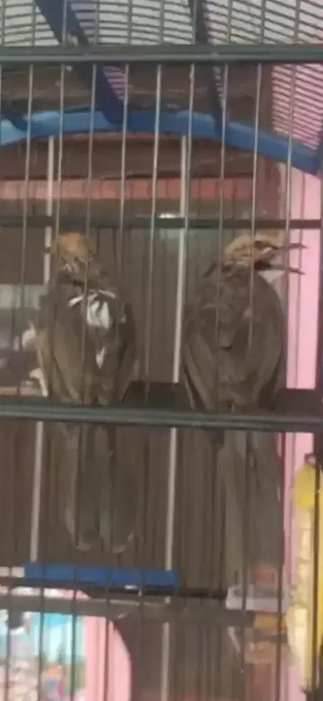 Cucak rowo sepasang jantan blorok punggung