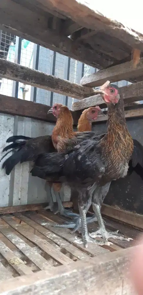 Ayam pelung betina remaja