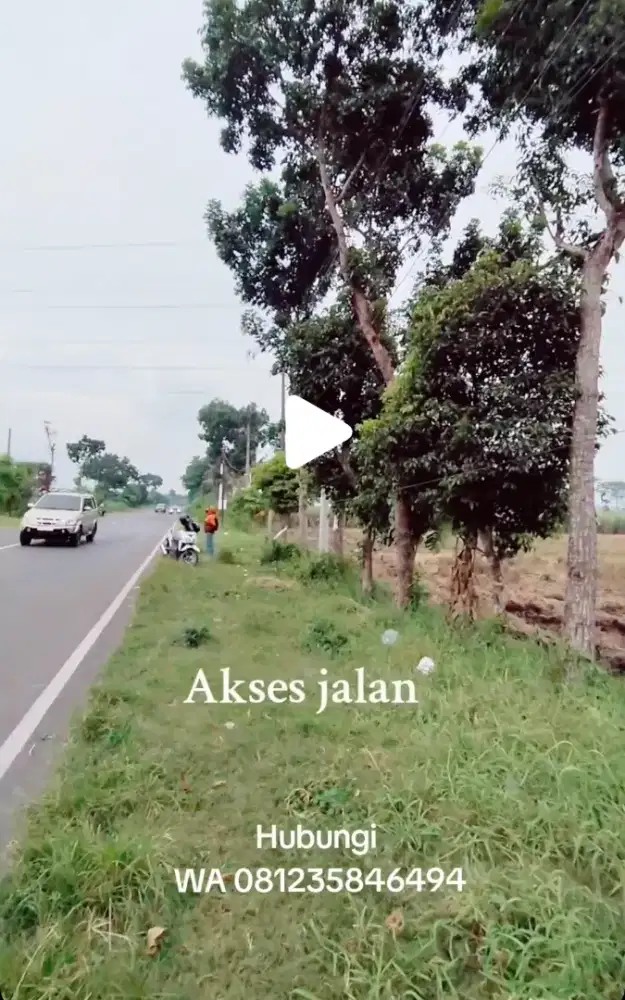 DIJUAL TANAH/SAWAH 12.000m² JLT SELOKGONDANG LUMAJANG|SHM RESMI