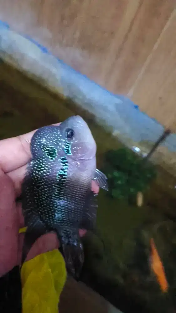 Ikan louhan 3jari jenong