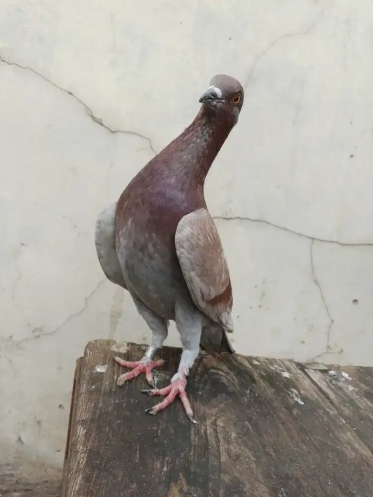 Burung dara merpati kolongan sepasang